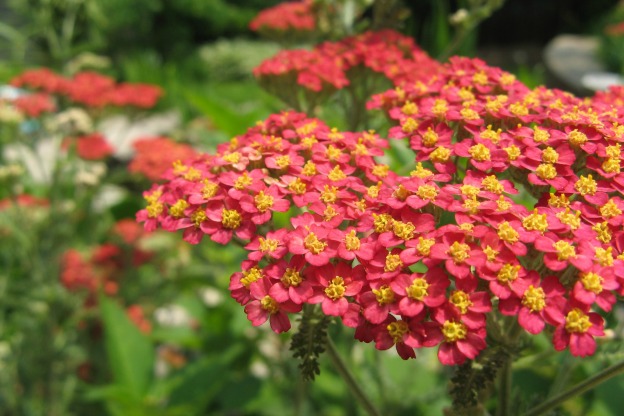 Varietà di Achillea: Esplora i Fiori Straordinari!