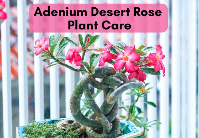 Segreti per Cura dell'Adenium: La Rosa del Deserto!