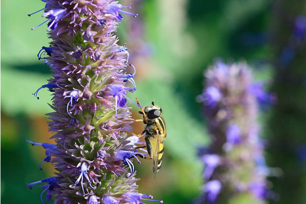 Agastache: Scopri i Fiori da Non Perdere!