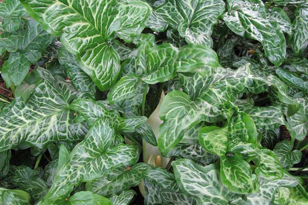 Arum Italicum: Scopri i Fiori Affascinanti!