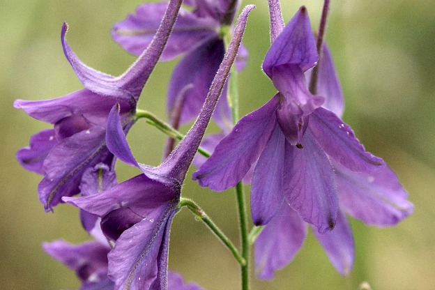 Genere Consolida: Scopri i Larkspur in Fiore!