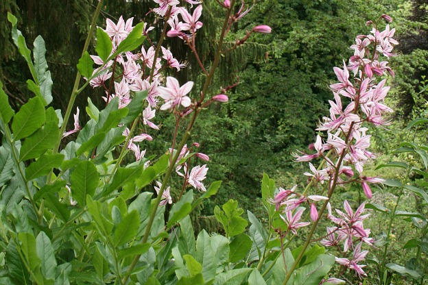 Un Cespuglio Infuocato: Scopri i Fiori!