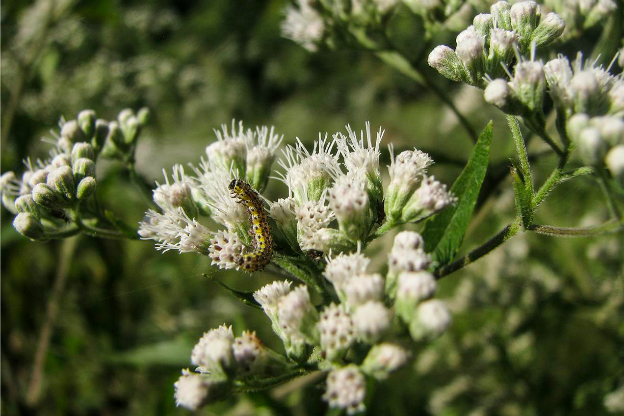 Fiori Sconosciuti: Scopri le Specie di Eupatorium!