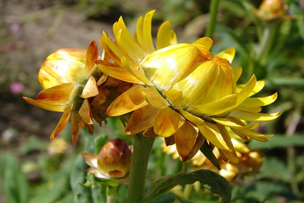 Fiori Eterni: Scopri il Fascino dei Fiori!