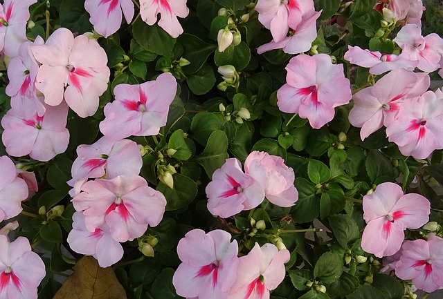 Fiori Incredibili: I Tuoi Preferiti in Giardino!