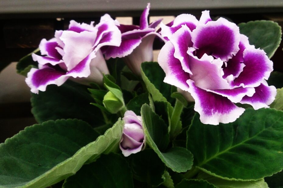 Gloxinia Lussuriosa e Vellutata: Scopri la Bellezza dei Fiori!