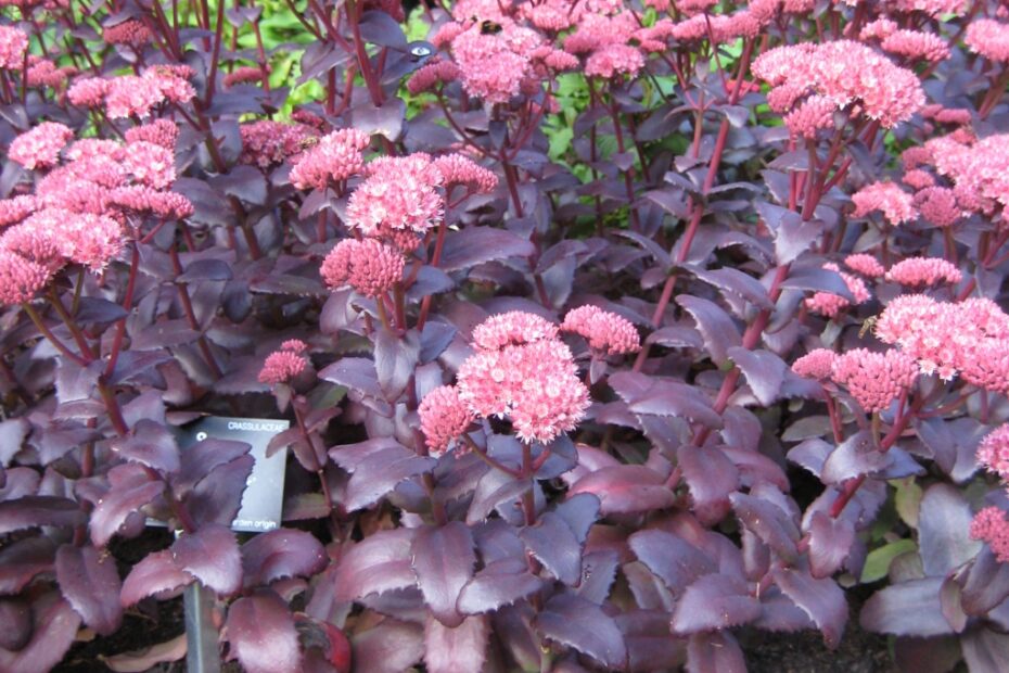 Fioriture Autunnali: Scopri Sedum, Salvia d'Autunno e Helenium | Focus sui Fiori