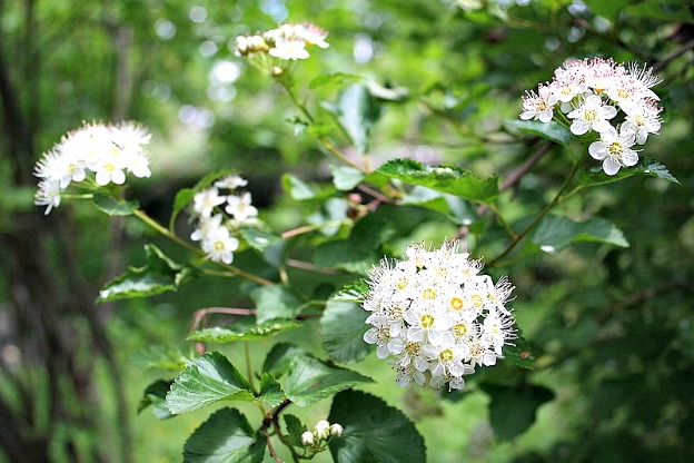 Physocarpus: Il Rifugio Perfetto per gli Uccelli Cantori | Scopri di Più!