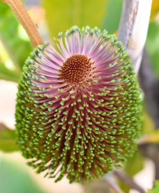 Passione per i Fiori: Scopri la Banksia Robur!