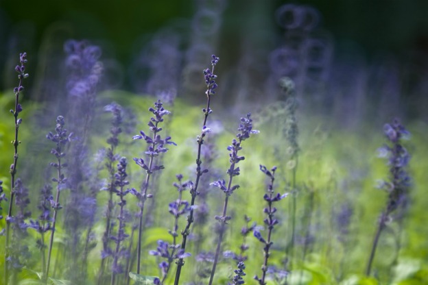 Salvia in Vendita: Scopri la Magia dei Fiori!