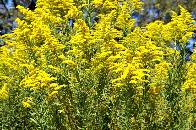 Solidago | Scopri i Fiori!