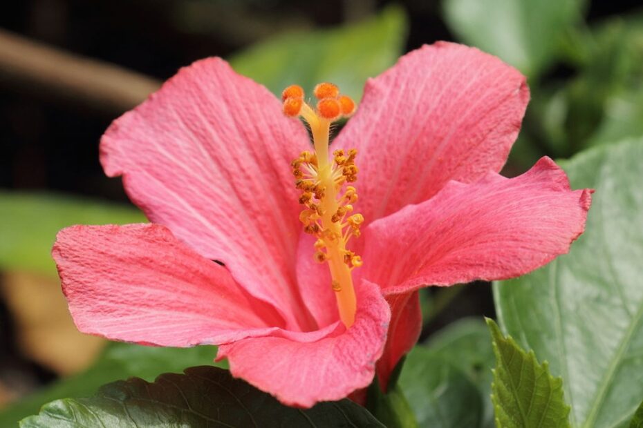 Hibisco Tropicale: Scopri i Fiori Incantevoli!