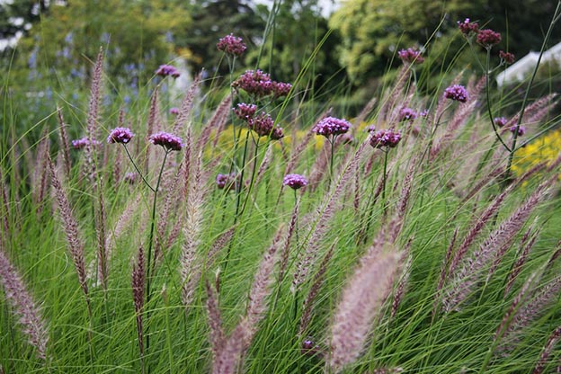 Verbena Bonariensis: La Pianta Alta e Magra che Ama il Sole!