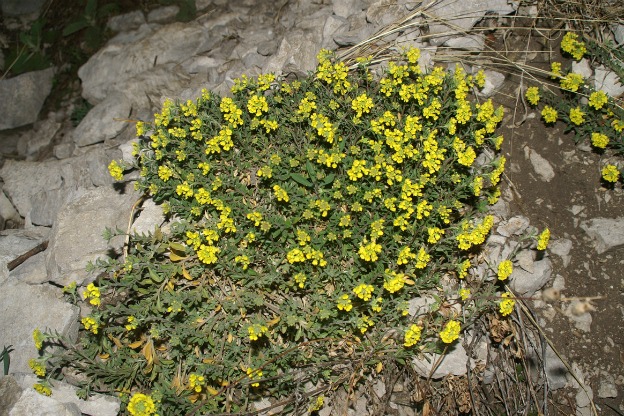 Cesto d'Oro: Scopri i Fiori!