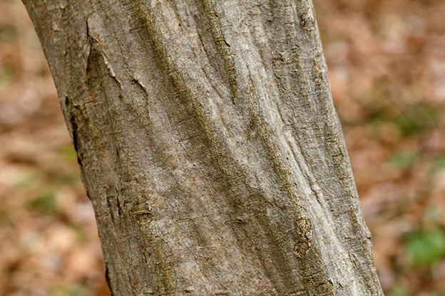 Carpinus Americano: Scopri i Fiori Straordinari!