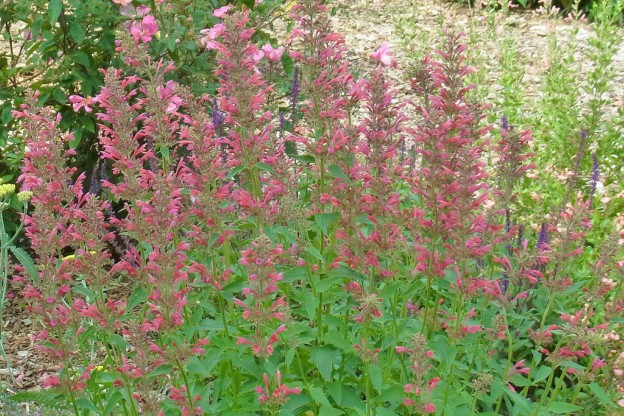 Parenti a Menta: Scopri i Fiori!