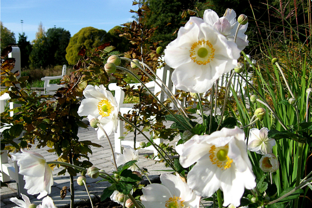 Colonie di Anemoni Giapponesi: Scopri i Fiori!