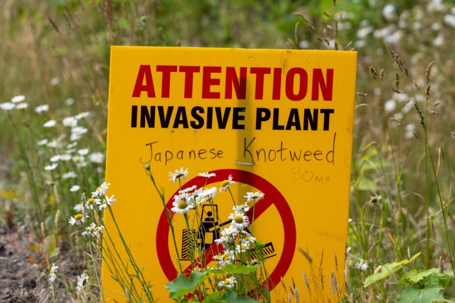 Attacco alle Invasive: Scopri di Più con Focusonflowers!