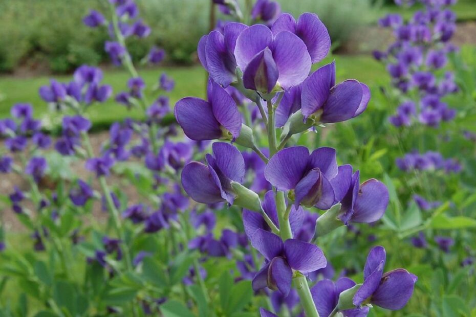 Baptisia australis: Scopri il Fiore Incantevole dell'Indiana!