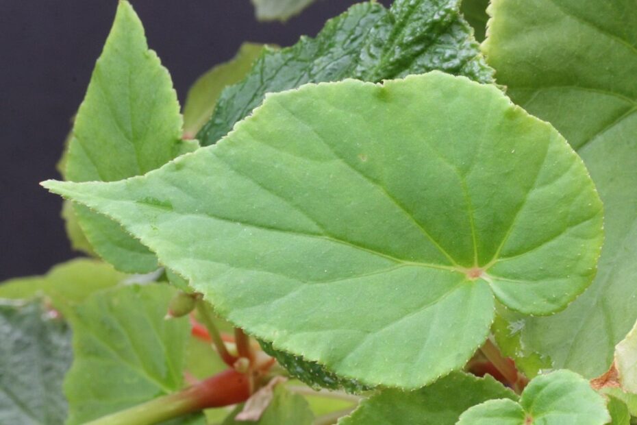 Incantevoli Begonie | Focalizzati sui Fiori!