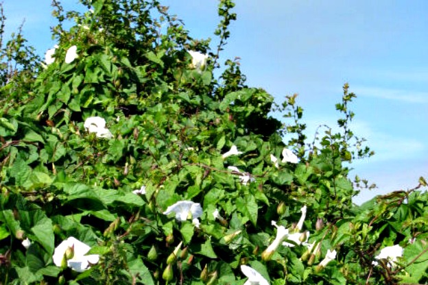 Il Matrimonio Sgradito: Scopri il Focalizzarsi sui Fiori!