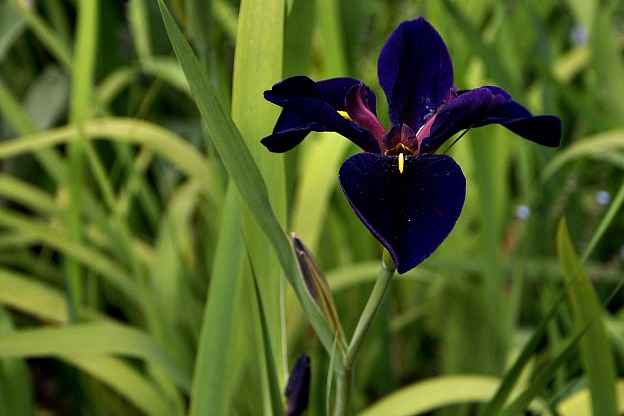 Iris Louisiana 'Black Gamecock': Scopri la Magia dei Fiori!