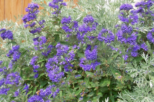 Caryopteris Blu: Scopri le Sue Meravigliose Fiori!