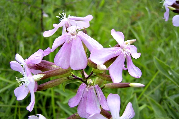 Fiori in Salto: Scopri il Mondo di Bouncing Bet!