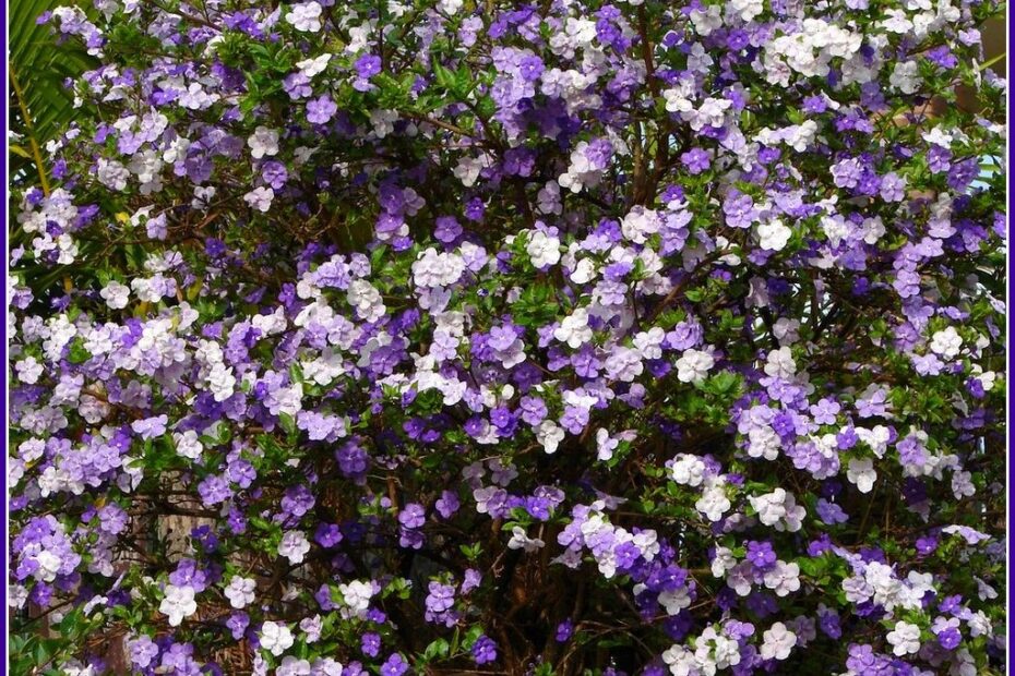 Ieri, Oggi e Domani: Segreti sul Mondo dei Fiori!