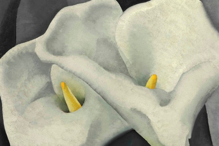 Calla Lillies: Scopri il Fascino dei Fiori!