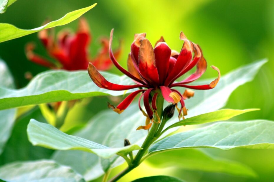 Calycanthus floridus: Scopri il Fiore Segreto dell'Indiana!