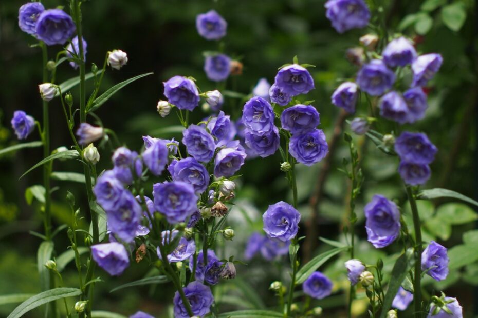 Campanule: Scopri i Segreti delle Campanule!