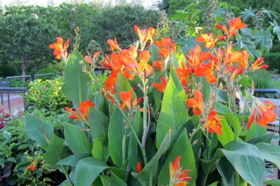 Canna Colorate e Stravaganti | focusonflowers