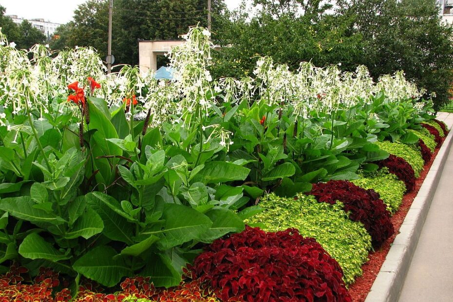 Fioriture Spensierate: Scopri i Segreti delle Annuali!