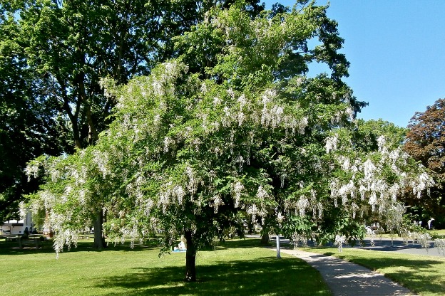 Scopri il Magico Albero Carolina Silverbell: Fiori da Non Perdere!