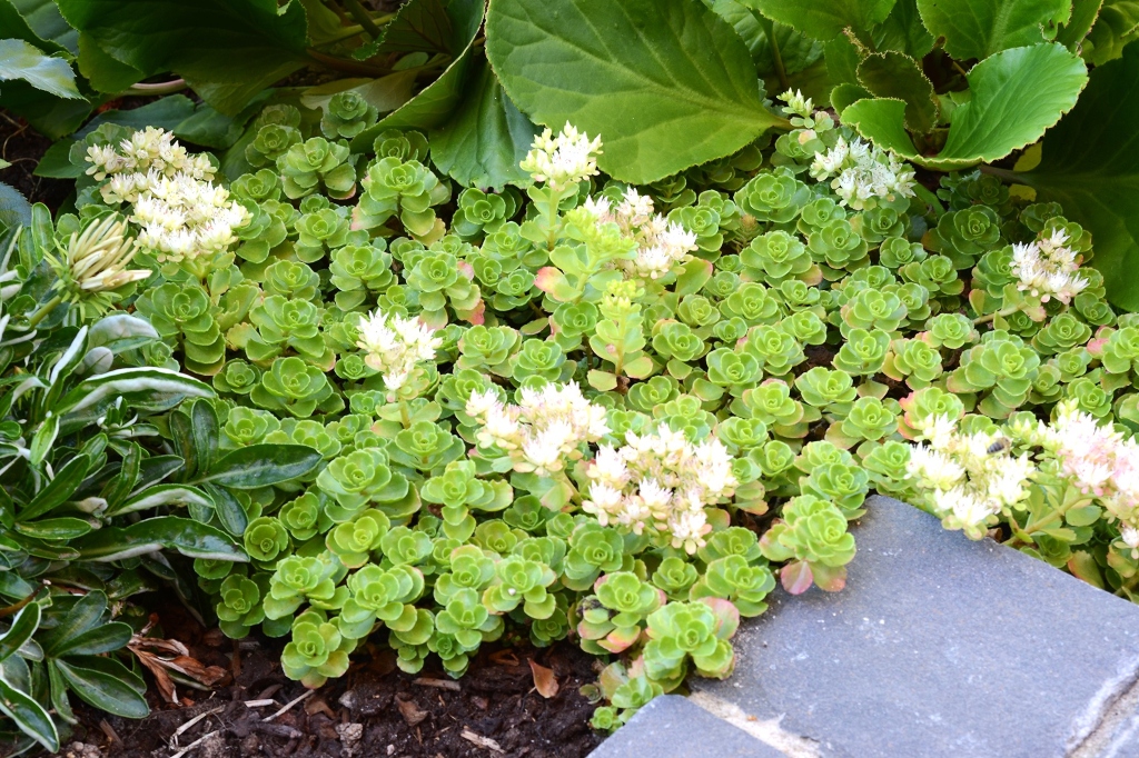 Piante che Rivestono: Scopri i Fiori d'eccezione!