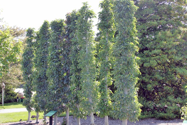 Bellezze Colonnari: Scopri i Fiori!