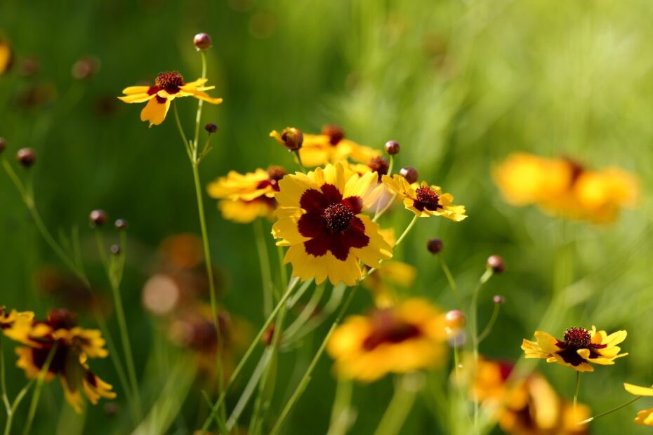 Coreopsis Sempre Allegri: Scopri il Segreto dei Fiori!