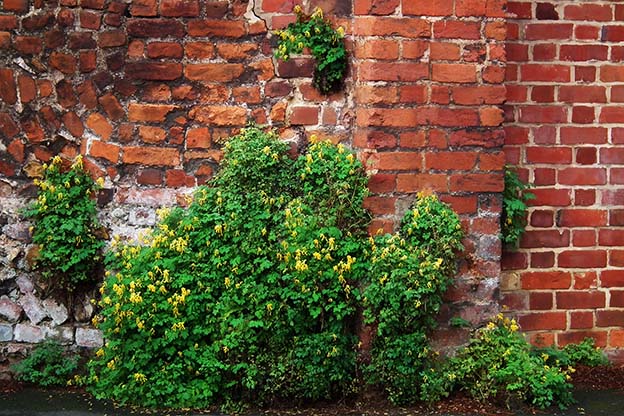 Corydalis Incantevoli: Scopri i Fiori!