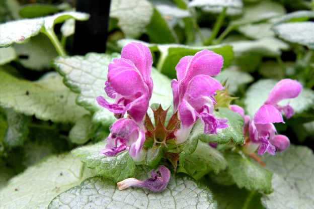 Creepers: Scopri i Coprenti | Fiori in Evidenza!