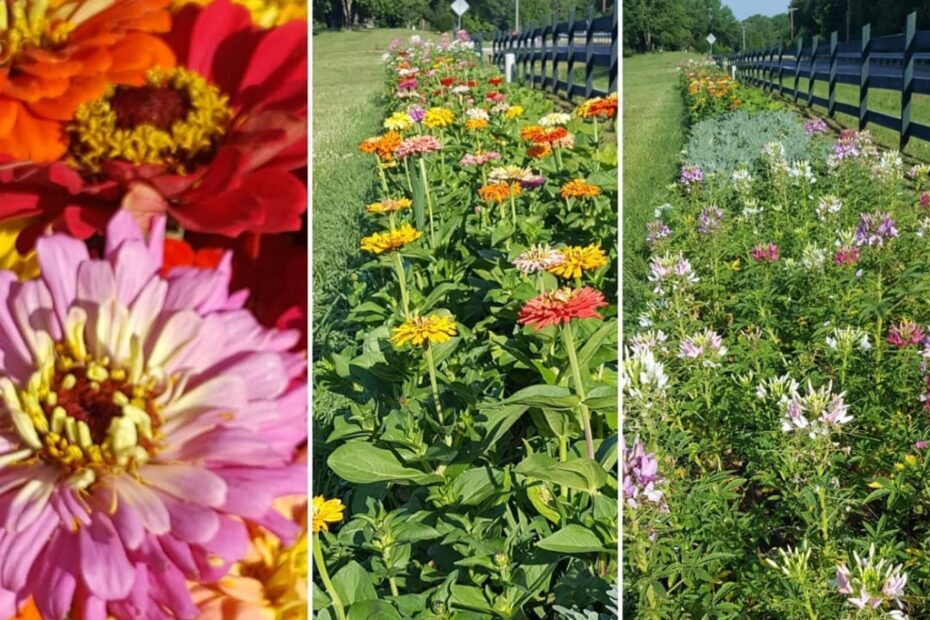 Giardino di Fiori: Scopri i Segreti su Focus on Flowers!