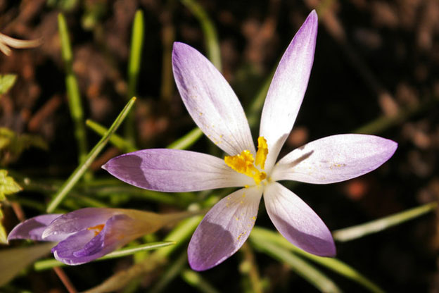 Primi Crochi Primaverili: Scopri i Fiori!