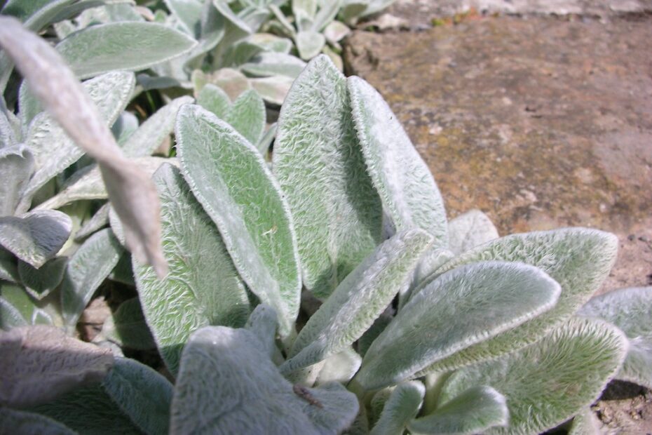 Rivitalizza il Tuo Giardino: Piante da Bordo per Fioriture Incredibili!