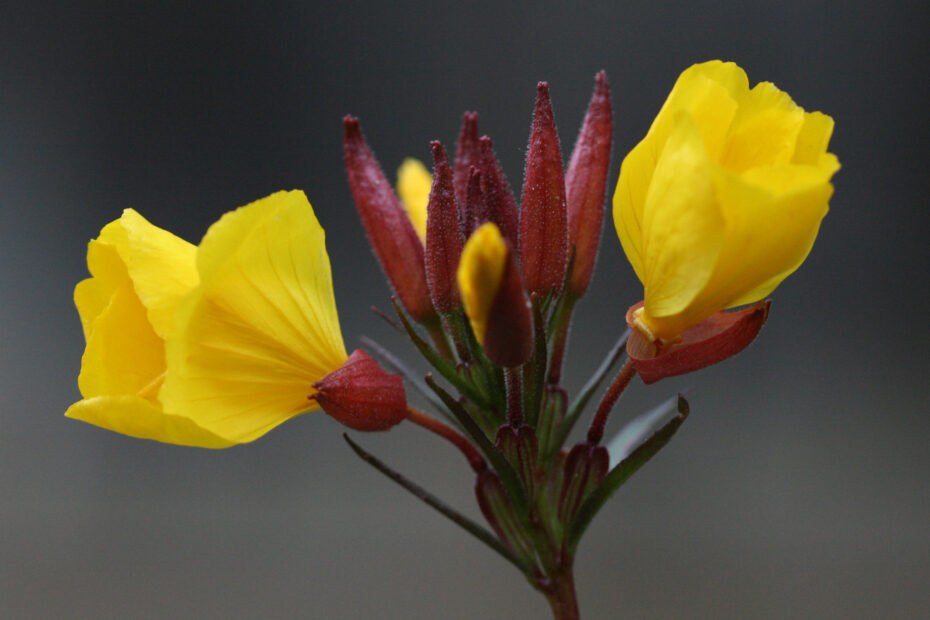 Primula Serale: Scopri i Segreti dei Fiori su Indiana Public Media!