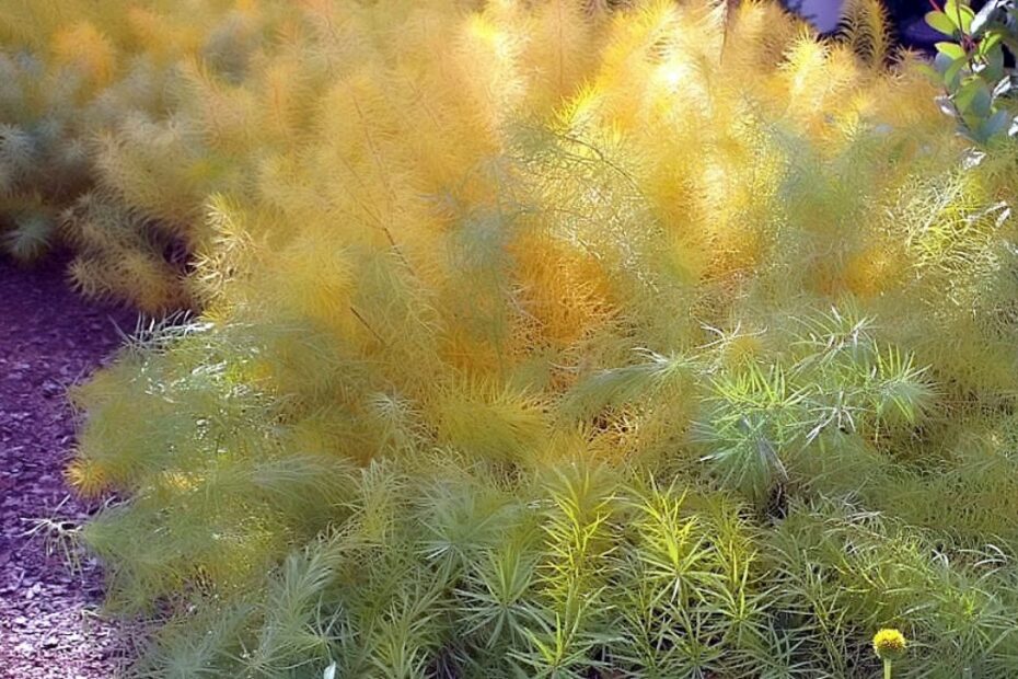 Colori d'Autunno in Giardino: Prolungate la Bellezza!