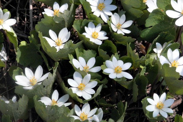 Fiori per Ombra: Scopri i Fiori!