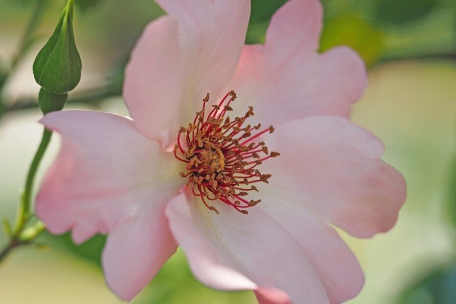 Fiori in Versi: Scopri la Magia!