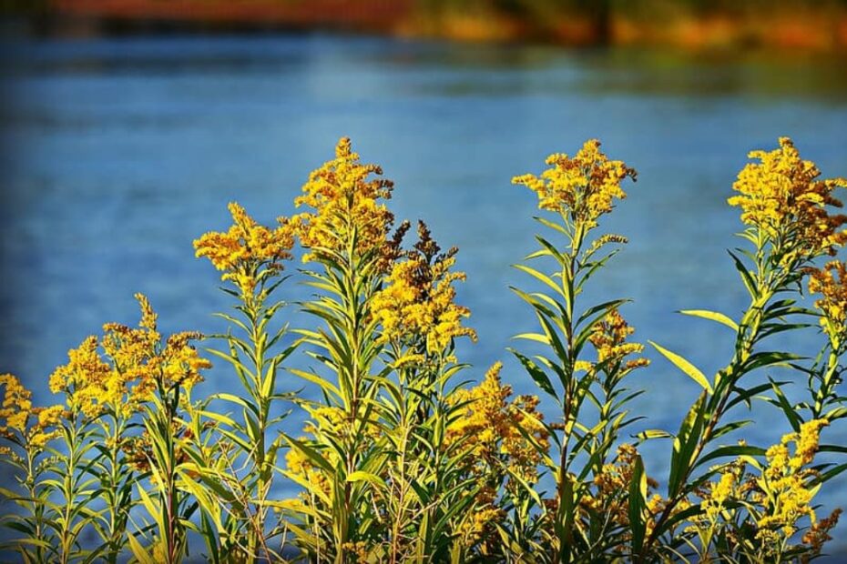 Solidago | Scopri il Fiore d'Oro - Media Pubblici dell'Indiana