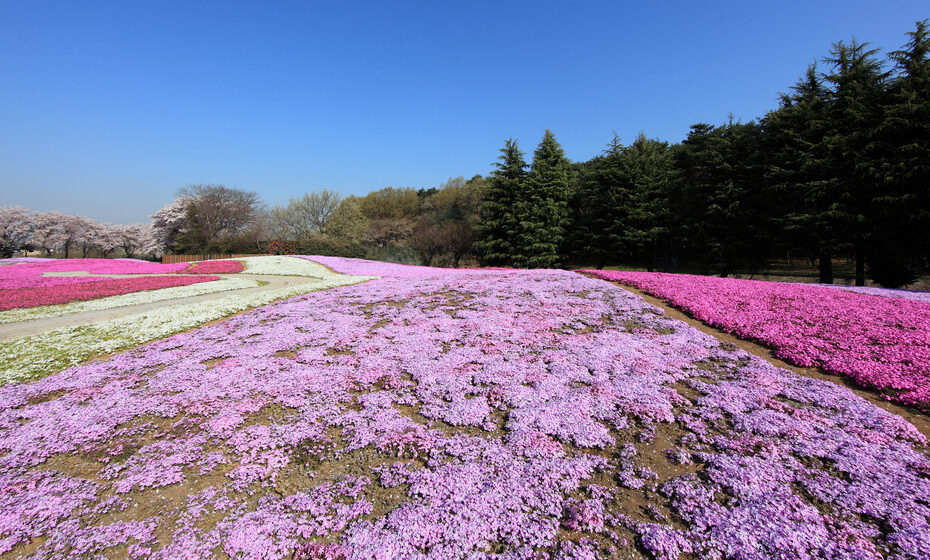 Phlox Tapparente: Scopri i Fiori!