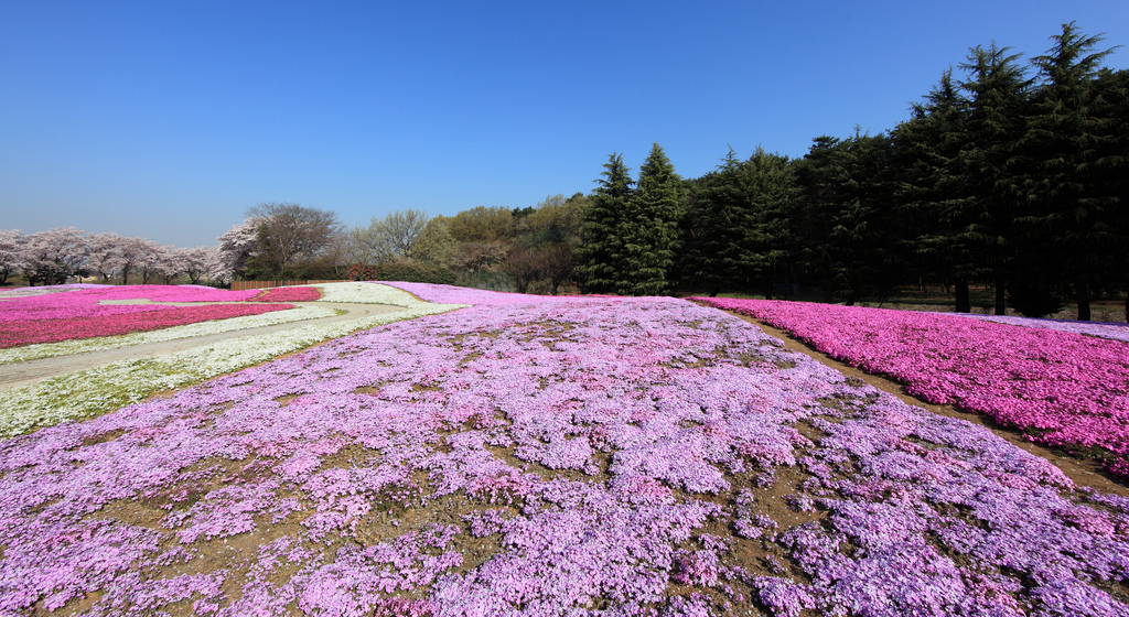 Phlox Tapparente: Scopri i Fiori!